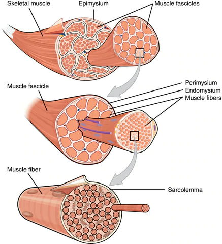 EMS Lymphatic Drainage Massage Pad
