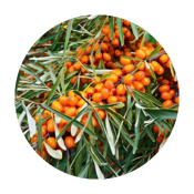 Sea Buckthorn