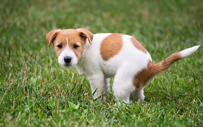 why is my dog poop white and chalky