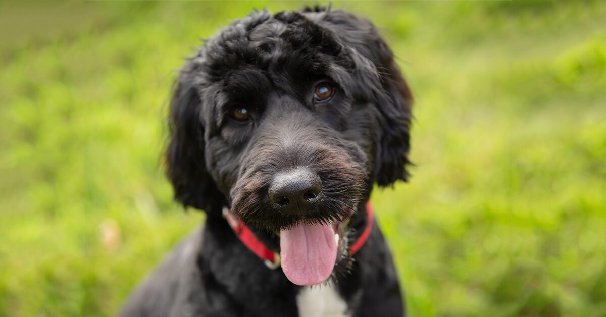 Portuguese Water Dog: Energetic, Intelligent, Loyal