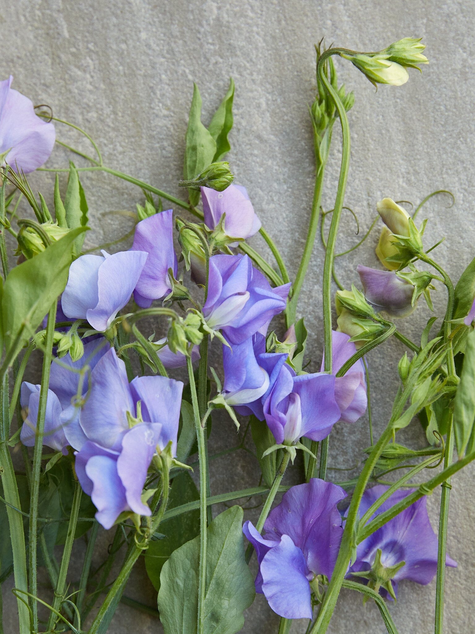 Ærteblomst 'Elegance Mid Blue' - Botania product image