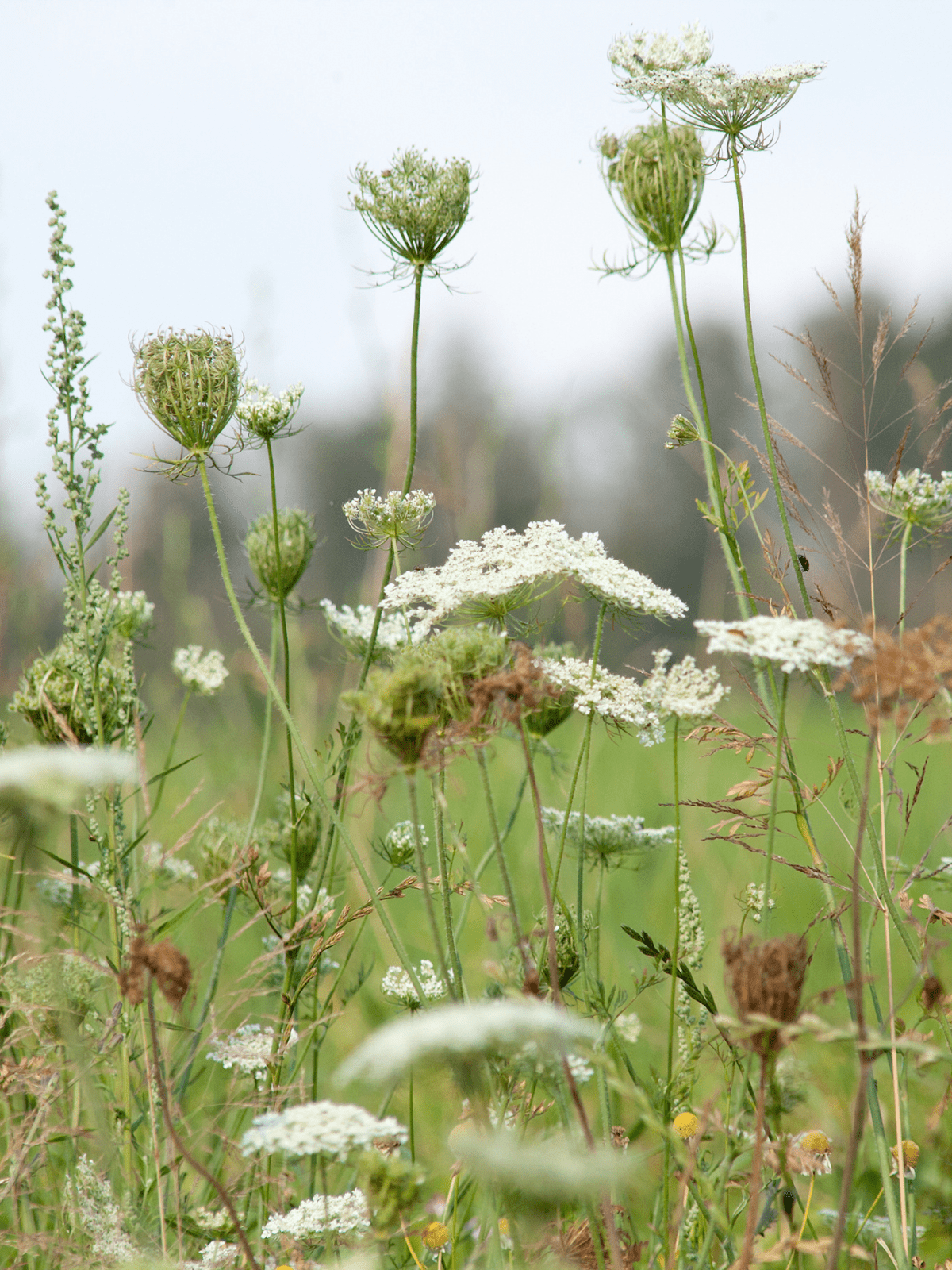 Vild gulerod - Botania product image