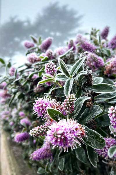 frost covered purple flowers on a bush in the countryside