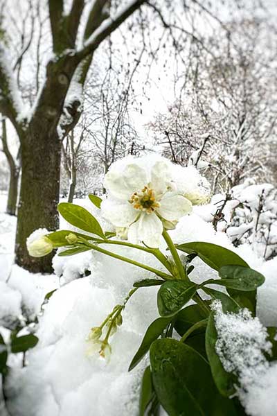 close up of delicate white flower growing under a thick layer of freshly fallen snow