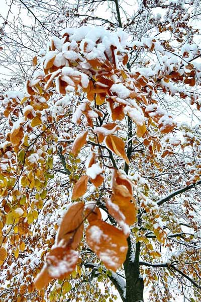 golden colored autumn leaves covered in snow after a blizzard