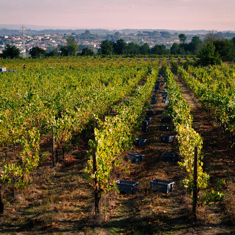 terroir_quinta_da_teixuga