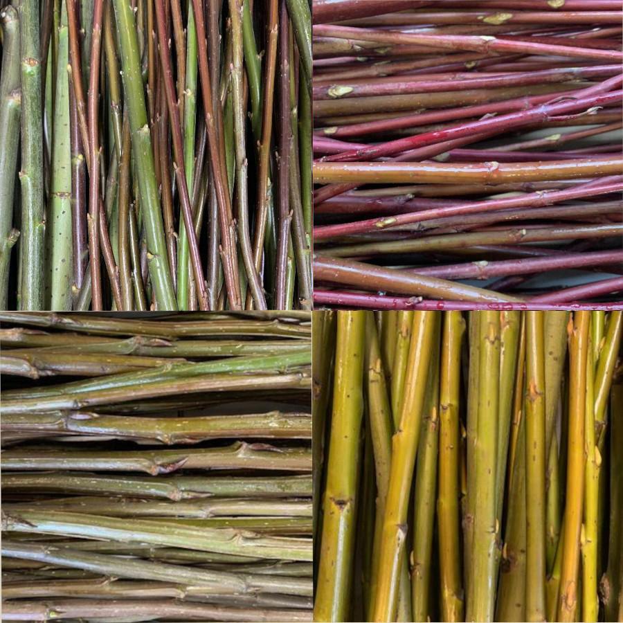 Willow And Poplar Cuttings Dingdongs Garden 