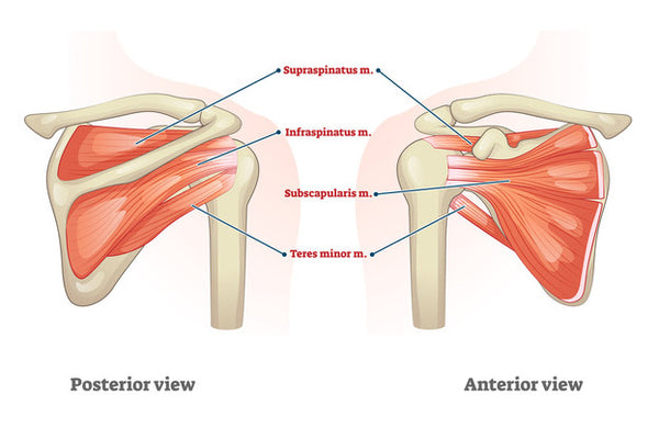 Rotator Cuff injury