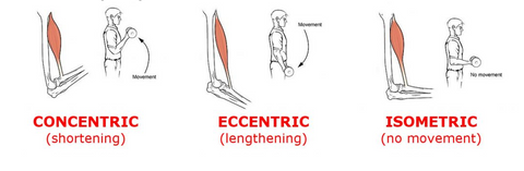 concentric, excentric, isometric, exercises