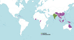 turmeric historic world map