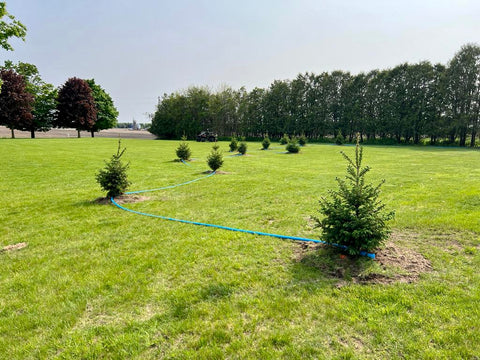 Recently planted trees by a landscaper in Ontario