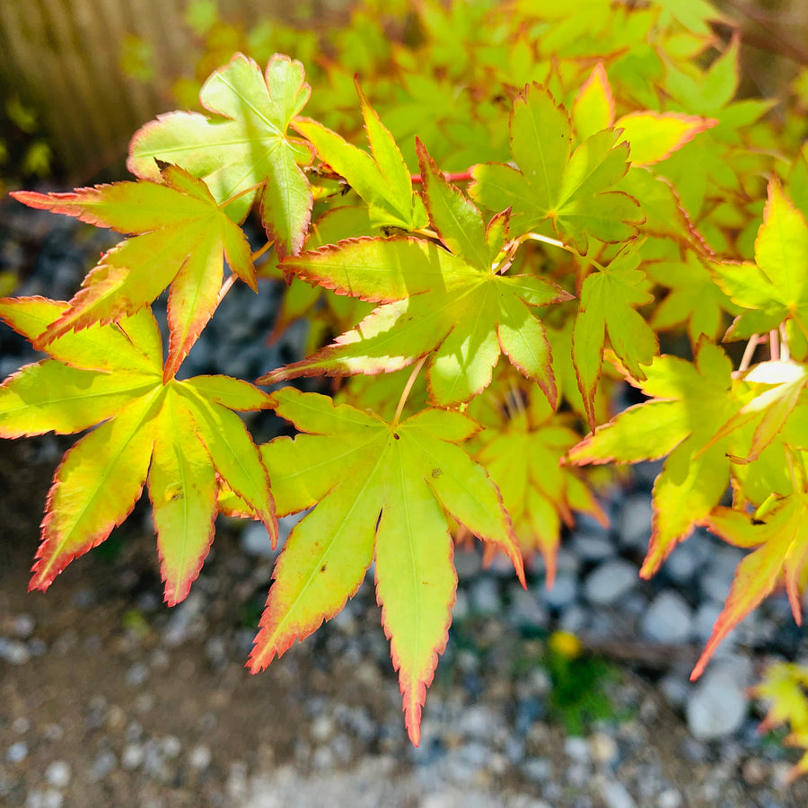 Japanese Maple Trees For Sale Florae Farms   JapaneseMaplegreen 900x 