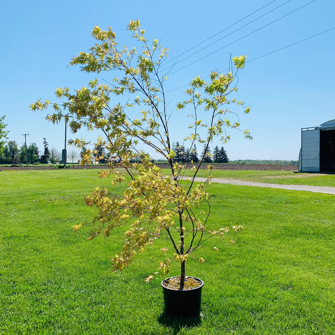 Japanese Maple Trees For Sale - Florae Farms