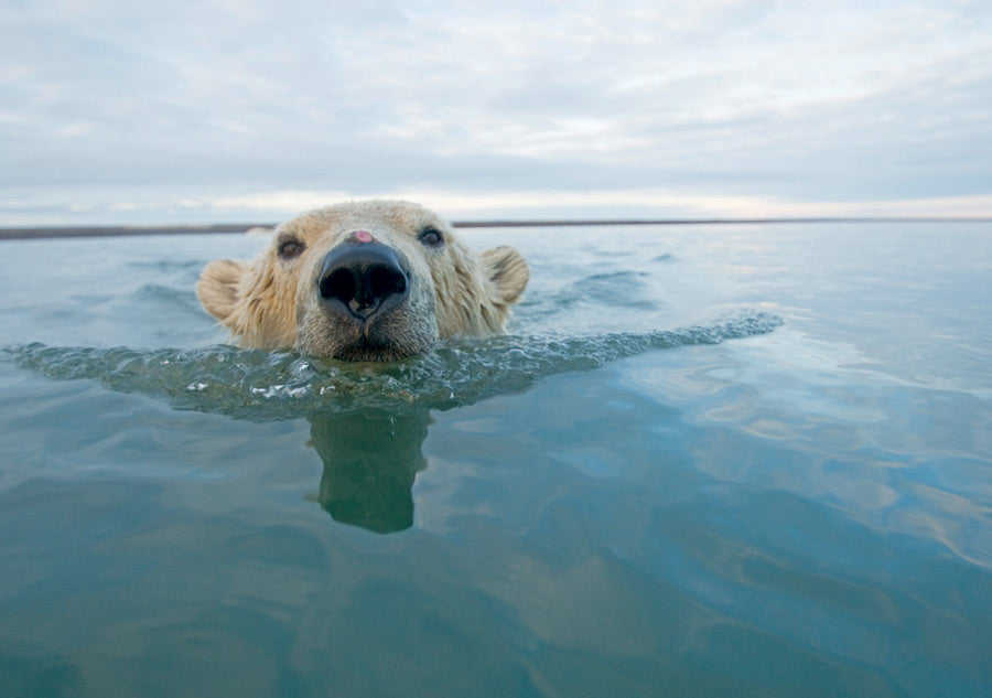 images of polar bears swimming