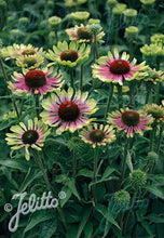 Load image into Gallery viewer, Echinacea Green Twister
