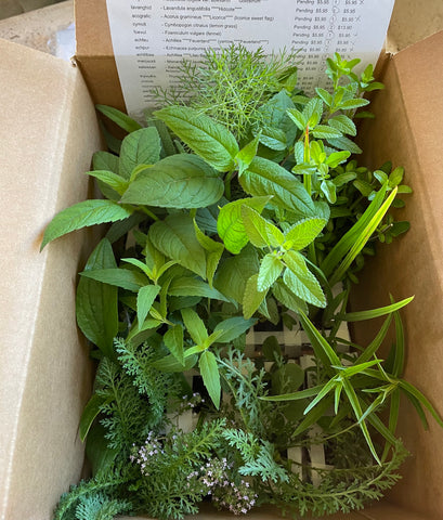 Plants boxed and ready to ship