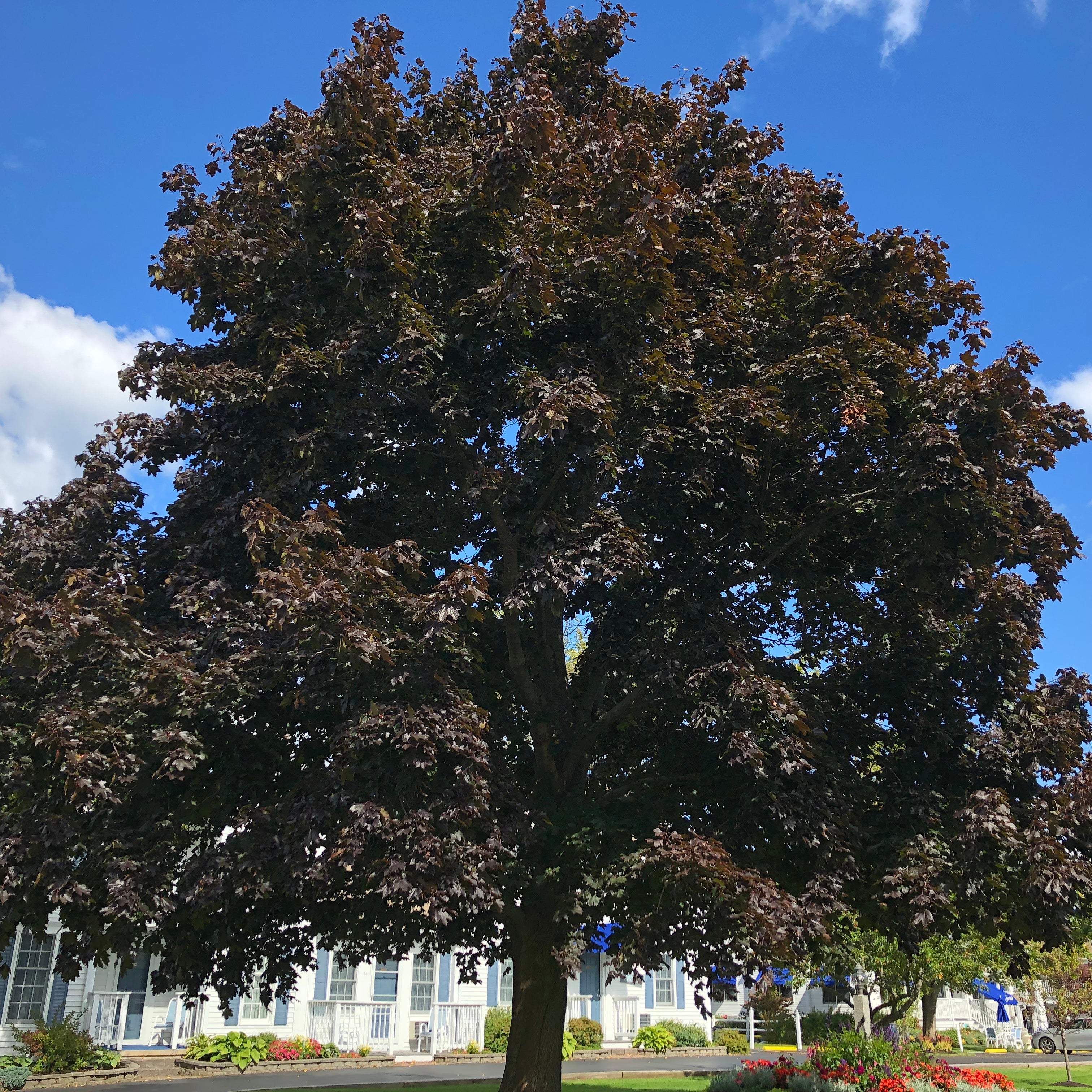 Crimson King Norway Maple Tree Seeds Seedtopia