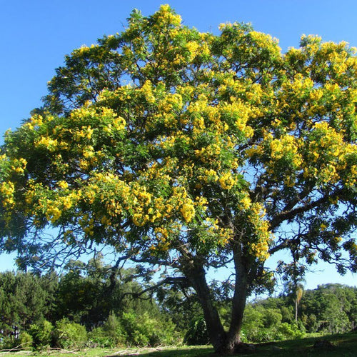 Yellow Poinciana Tree Seeds – SEEDTOPIA