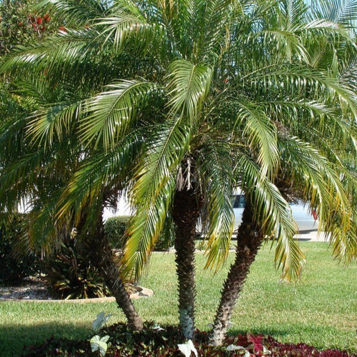 royal palm tree seeds