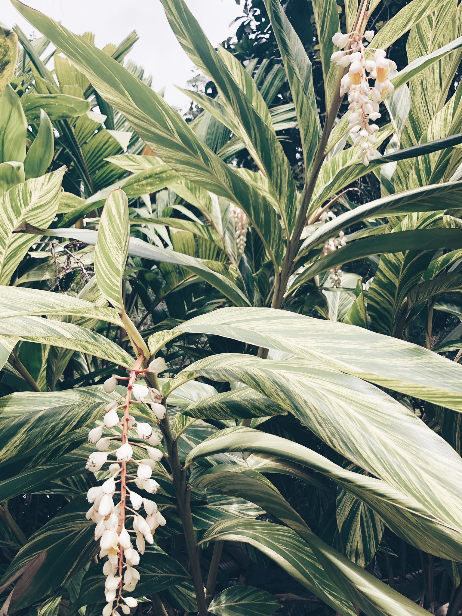 tropical foliage hawaii