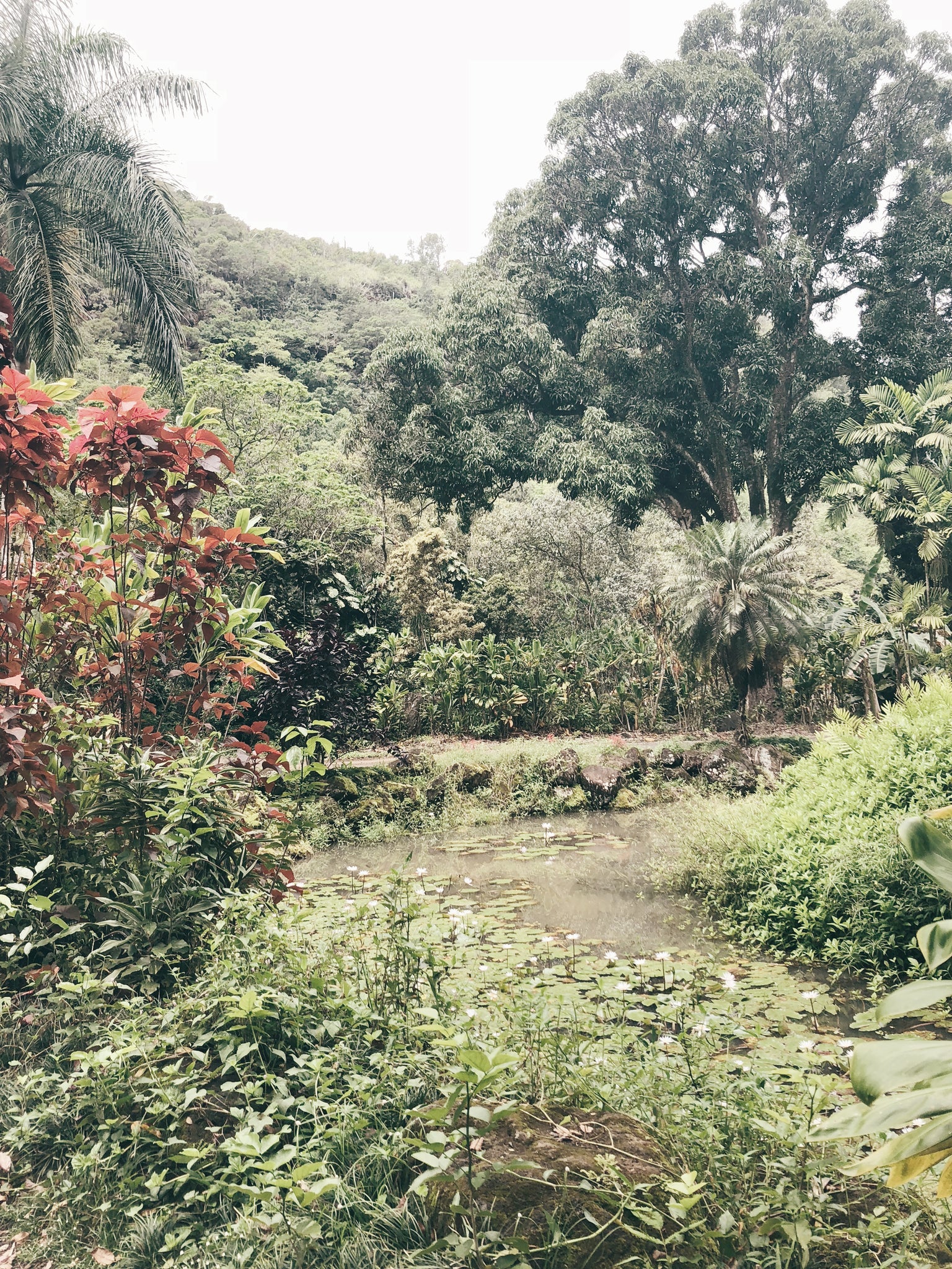 waimea landscape tropical