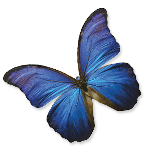 Butterfly Window Cling Review :: By Grissel R.