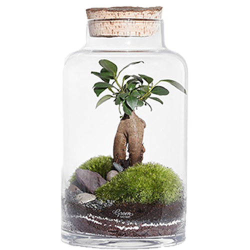 Custom Terrariums