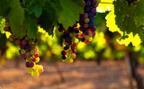 Grapes ripening on the vine is the outline for your final draft