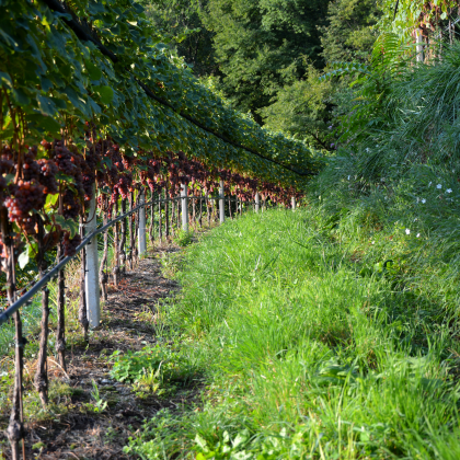 Gewurztraminer Wines瓊瑤漿葡萄園