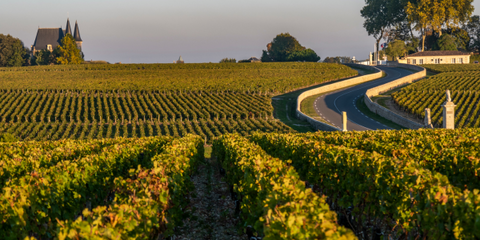 Medoc 葡萄園迷人景色