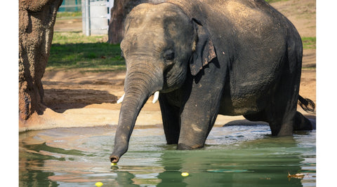 Elephant drinking water in a lake