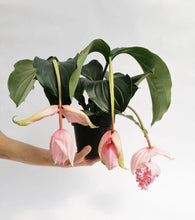 Lade das Bild in den Galerie-Viewer, Medinilla Magnifica

