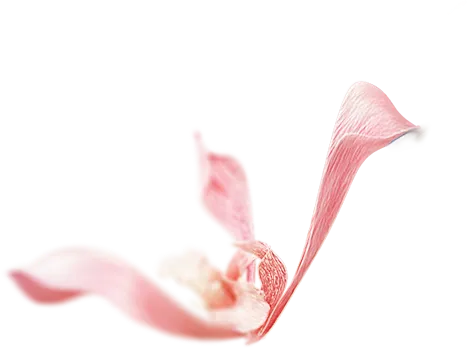 flower_1
