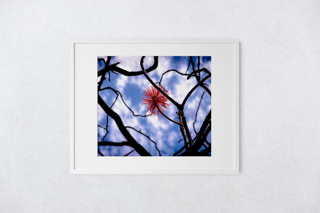 Pink Circular Flower, Branches Twisted, Blue and White Blurred Background, Oahu, Hawaii, Matted Photo Print, Image