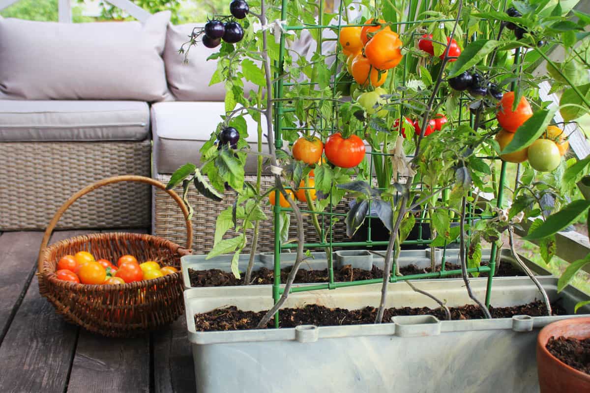 Himbeertomaten, rote, schwarze, gelbe Tomaten. Anbau von Tomaten in Töpfen auf dem Balkon.