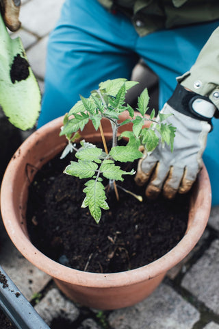 Tomatenpflanzung im Topf