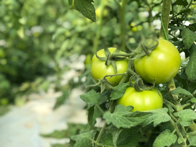 sadzonki pomidorów