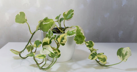 Pearls and jade pothos with white variegated leaves