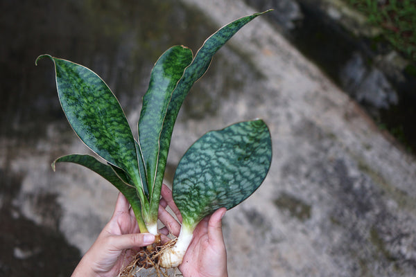 snake-plant-rhizome-propagation