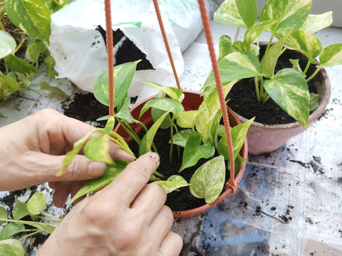 pothos-stem-soil-propagation