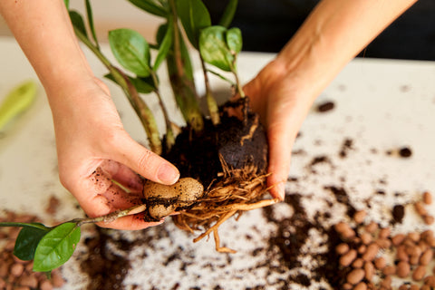 zz-plant-root-ball-propagation