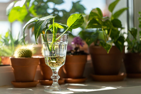 pothos-stem-water-propagation