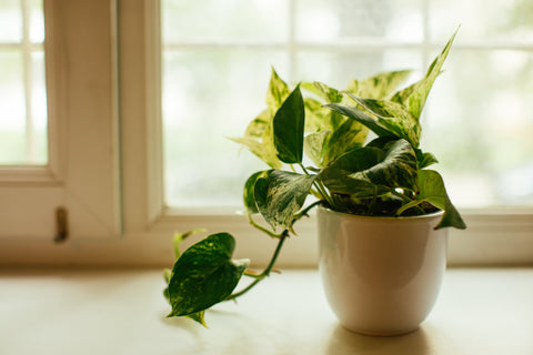 golden pothos with yellow leaf variegation