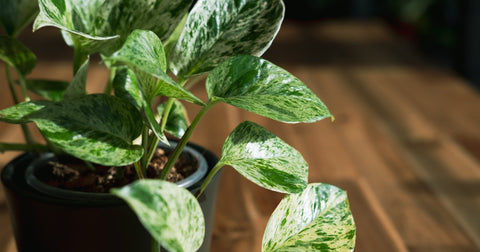 Marble queen pothos with white variegation