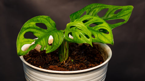 propagating-monstera-in-soil