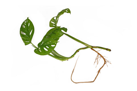 Monstera plant segment for propagation