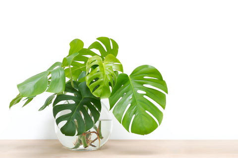 Rooting a monstera cutting in water