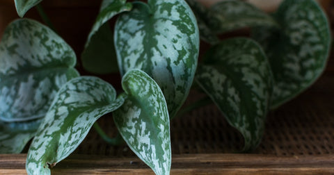 Silver pothos with silver leaf variegation.