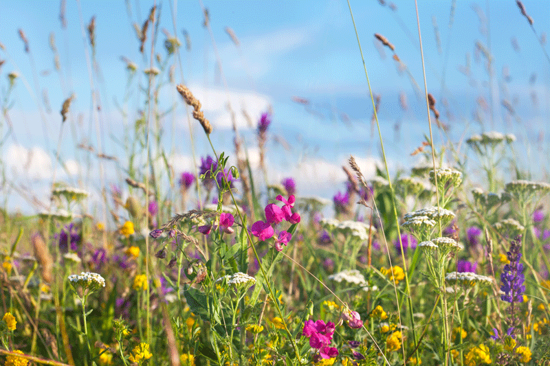 Blumenwiese