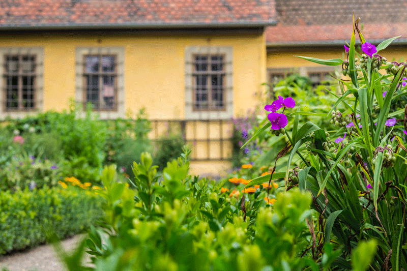 Garten mit Haus im Hintergrund